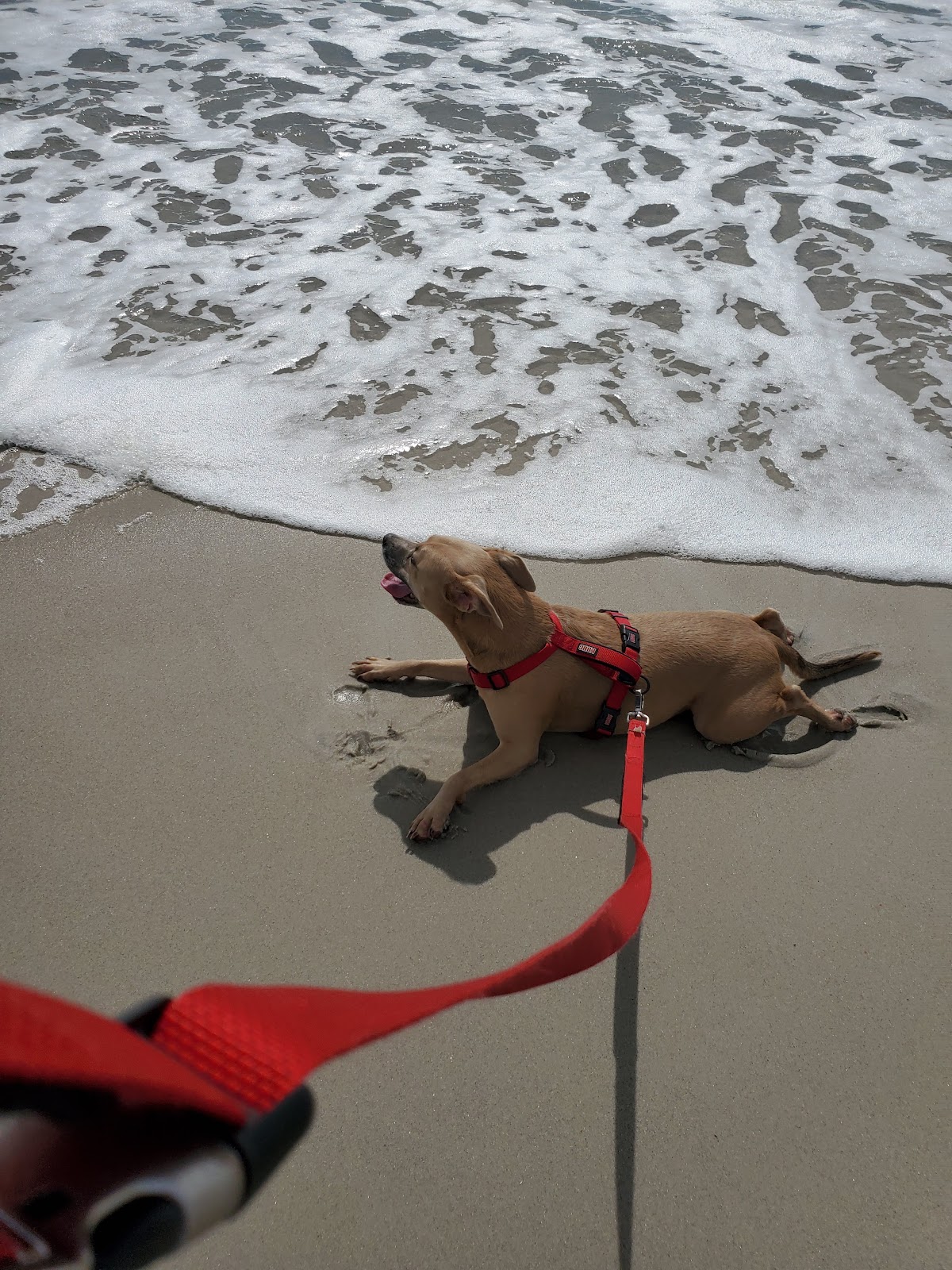 Beach Access 16 Photo 4