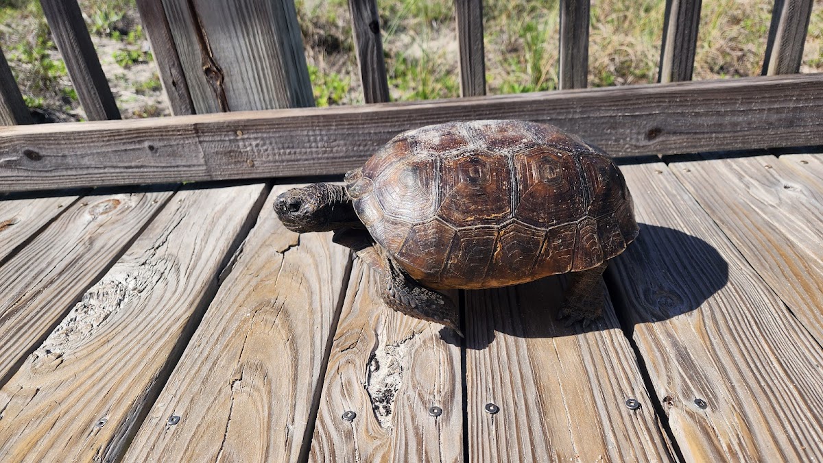 Beach Access #1 (Nassau Access) Photo 3