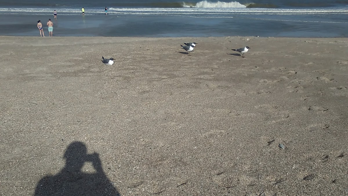 Beach Access #1 (Nassau Access) Photo 6