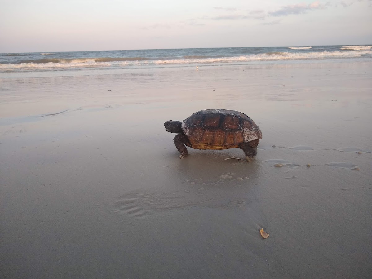 Beach Access 24 Photo 4