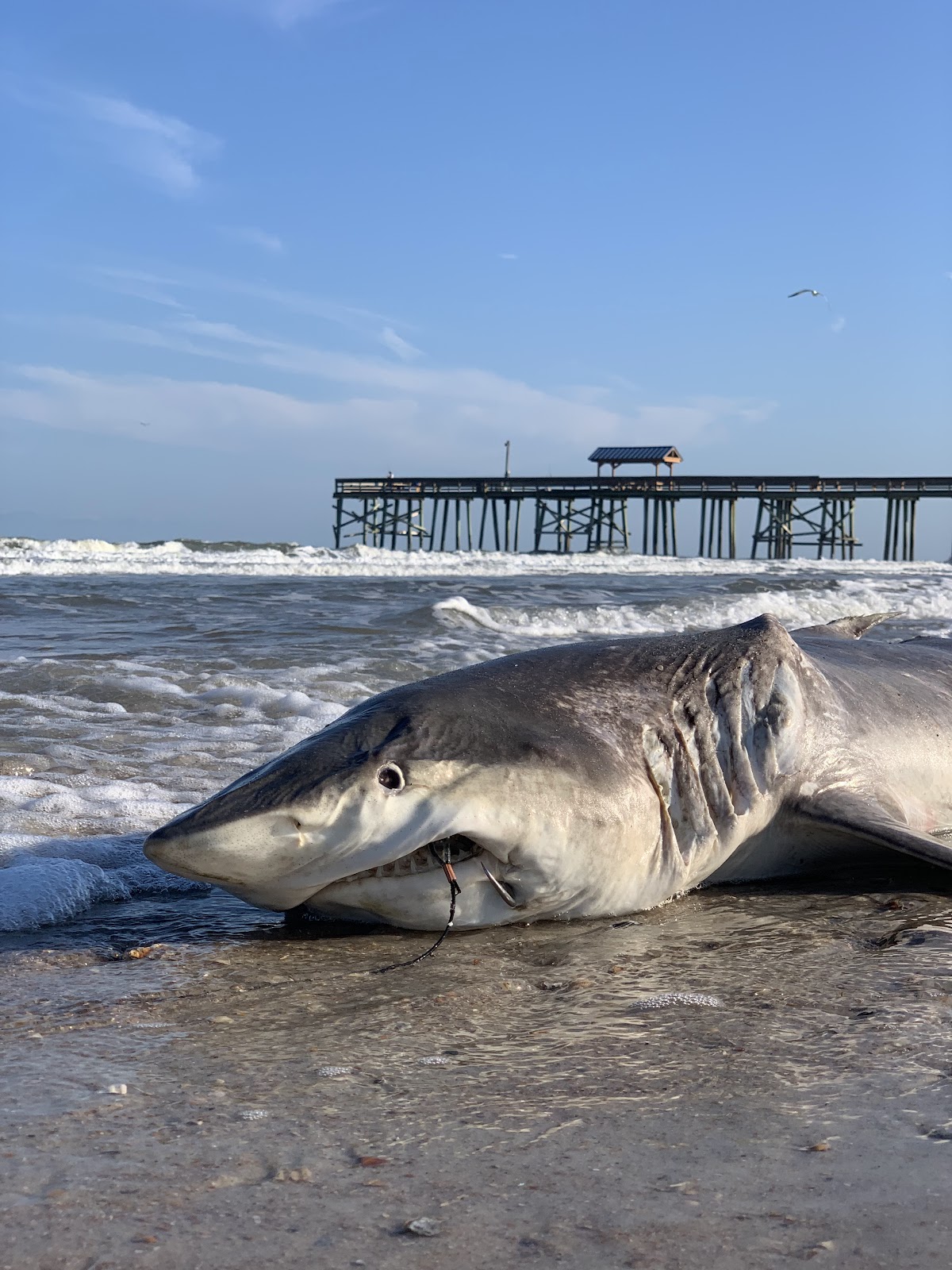 Beach Access 27 Photo 7