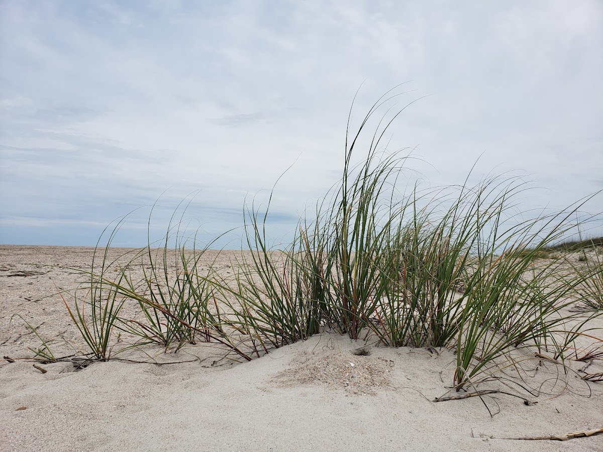 Beach Access #2 (Amelia Access) Photo 4