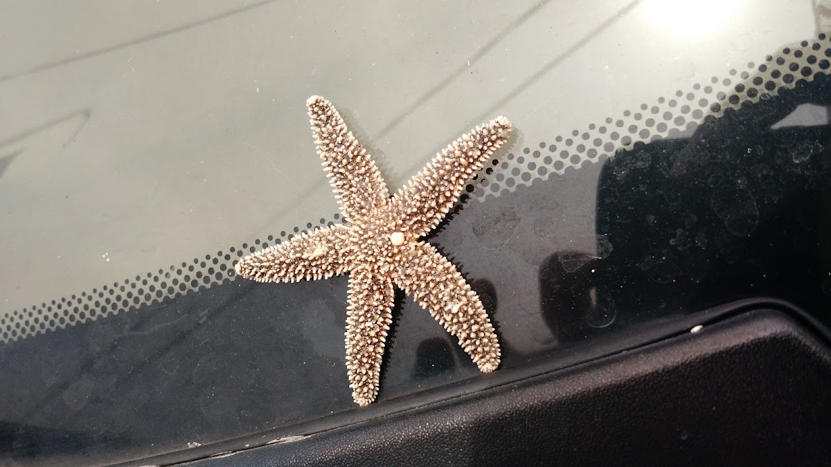 Beach Access #2 (Amelia Access) Photo 9