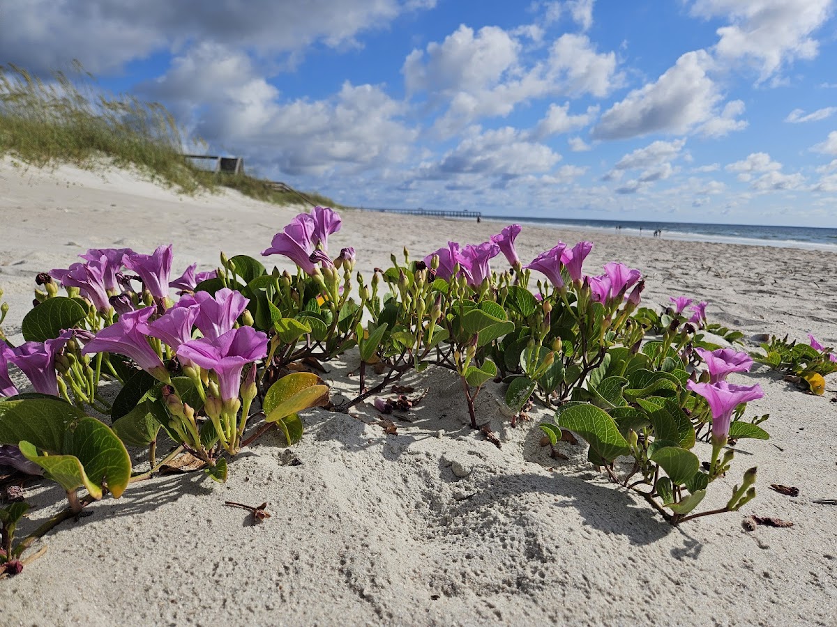 Beach Access 39 Photo 4