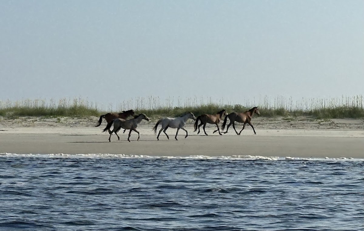 Amelia Island Charters Photo 2
