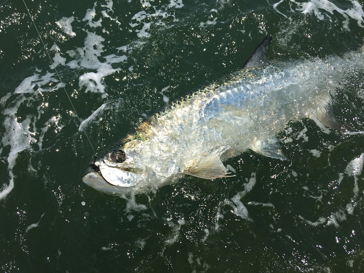 Amelia Island Sport Fishing Photo 6