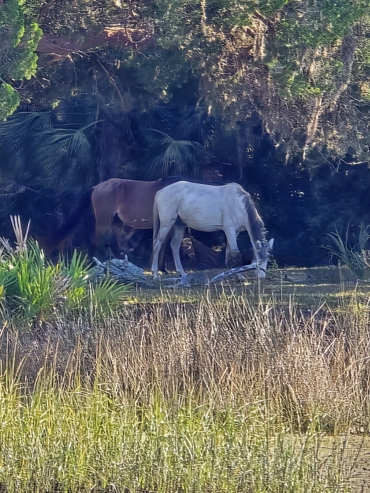 Amelia River Cruises & Charters Photo 4