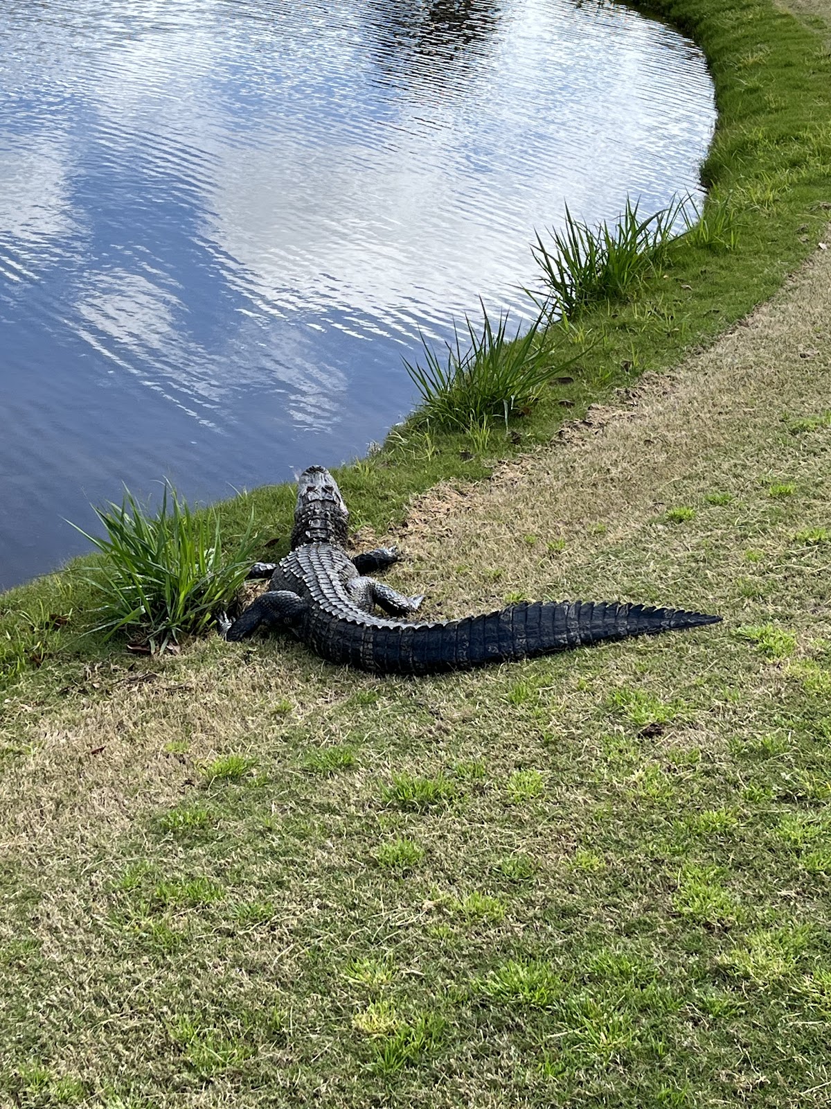 The Amelia River Club Photo 4