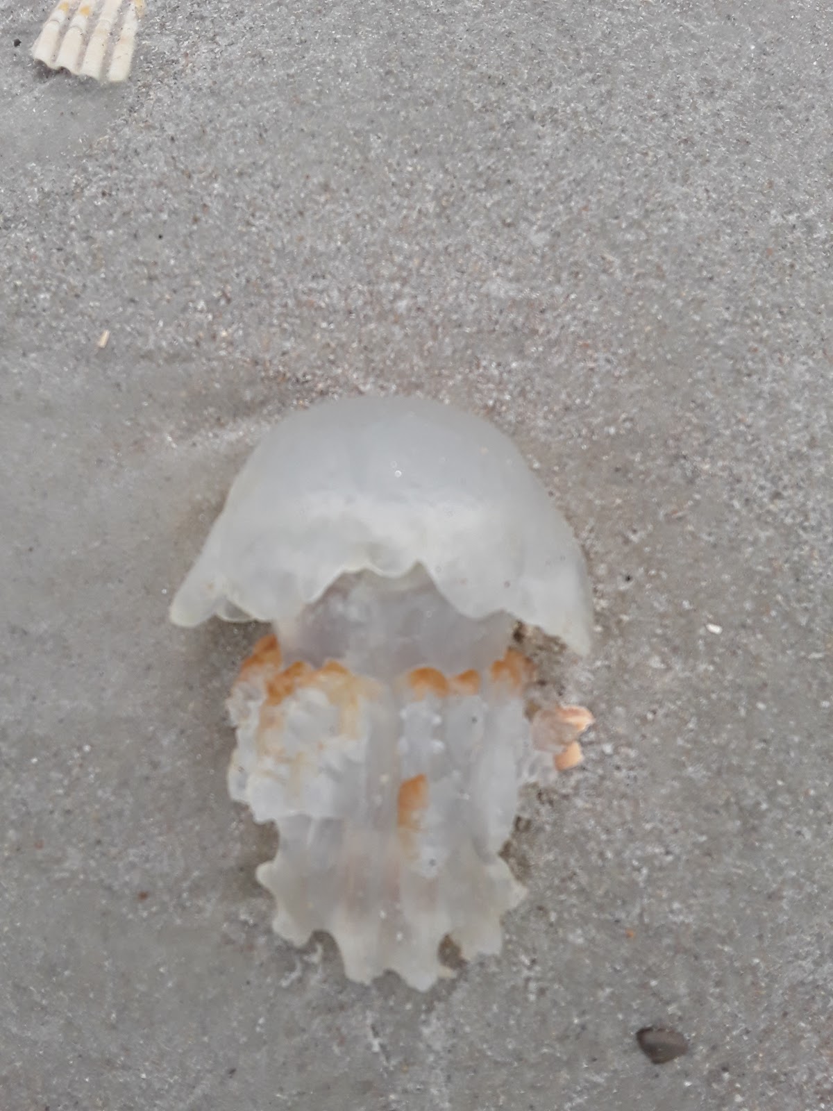 Beach Access 39 Photo 2
