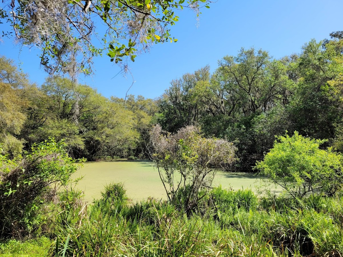 Willow Pond Nature Trail Photo 8