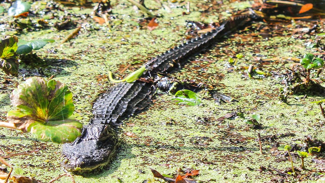 Paddleboarding through Amelia Island salt marshes