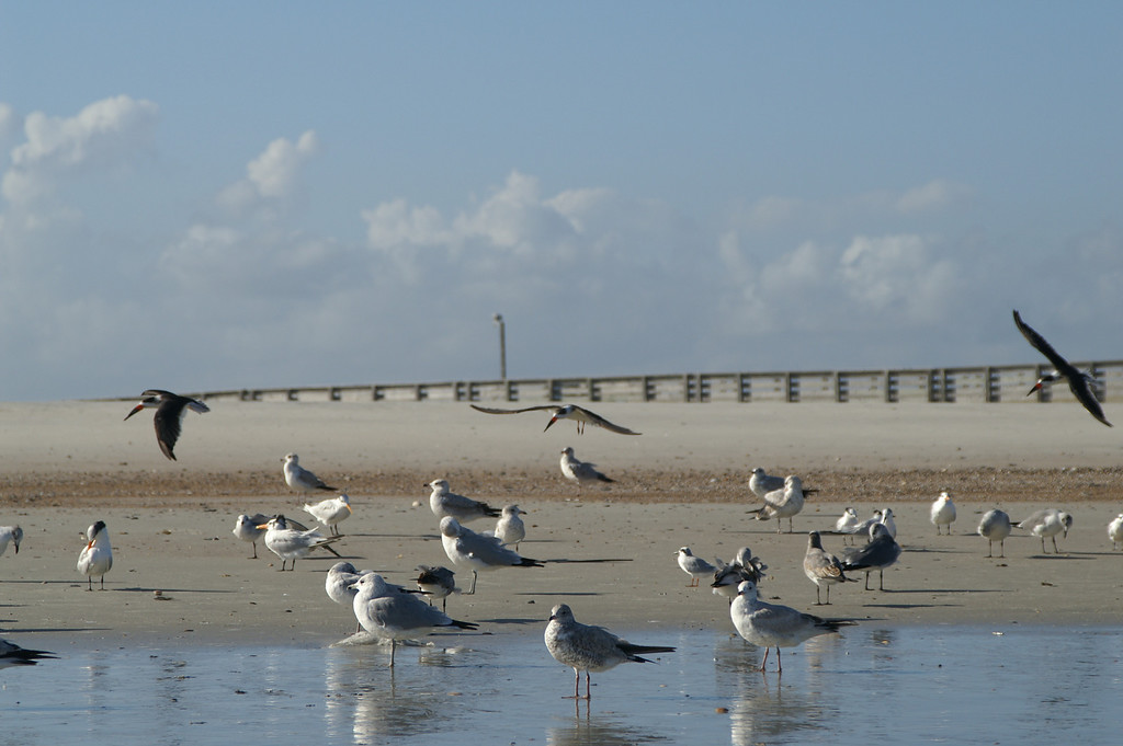 Amelia Island Photo 9