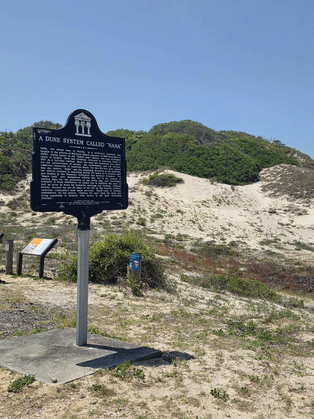 Nana Dune - Tallest in Florida Photo 1