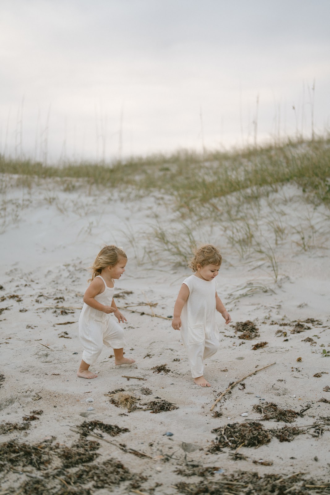 The Little Egret Photo 2