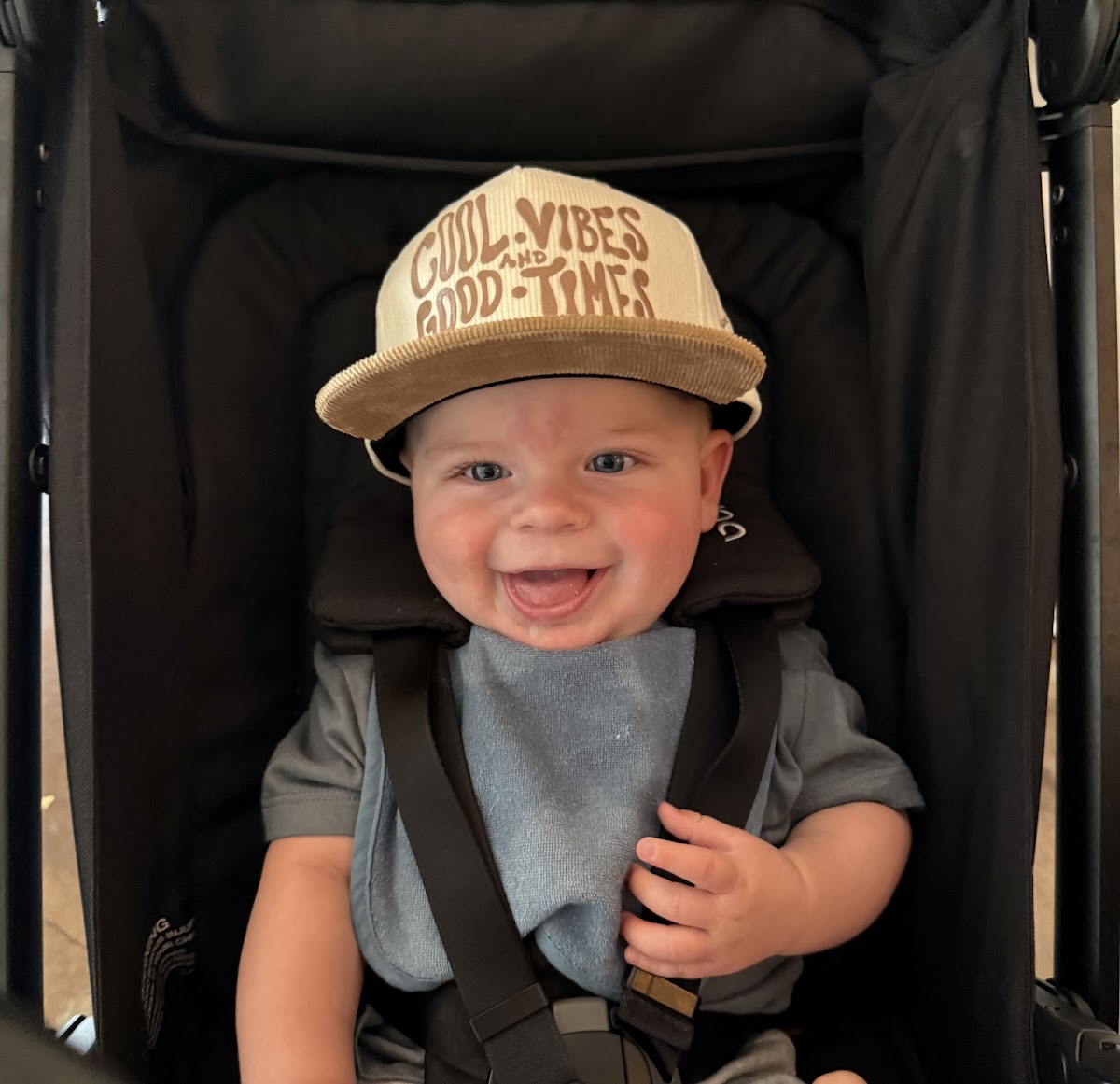 The Little Egret Photo 3