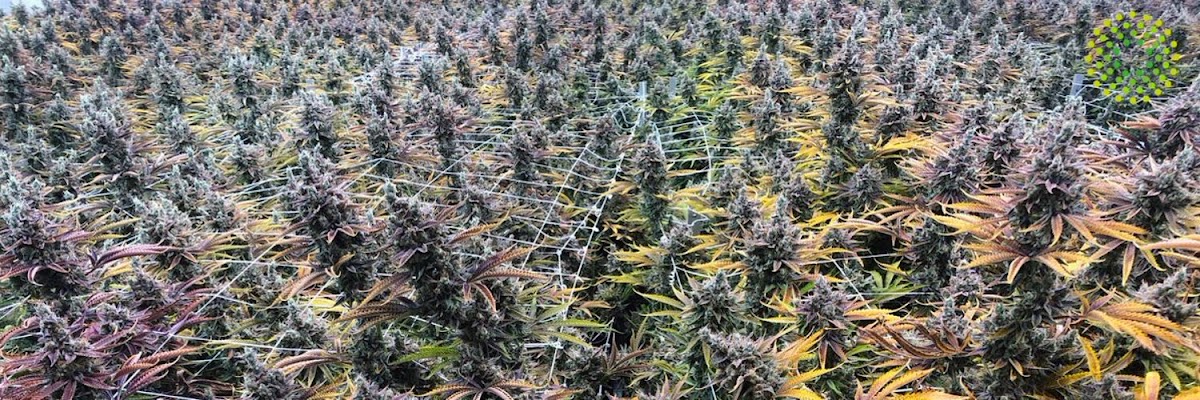 Trulieve Fernandina Beach Dispensary Photo 1