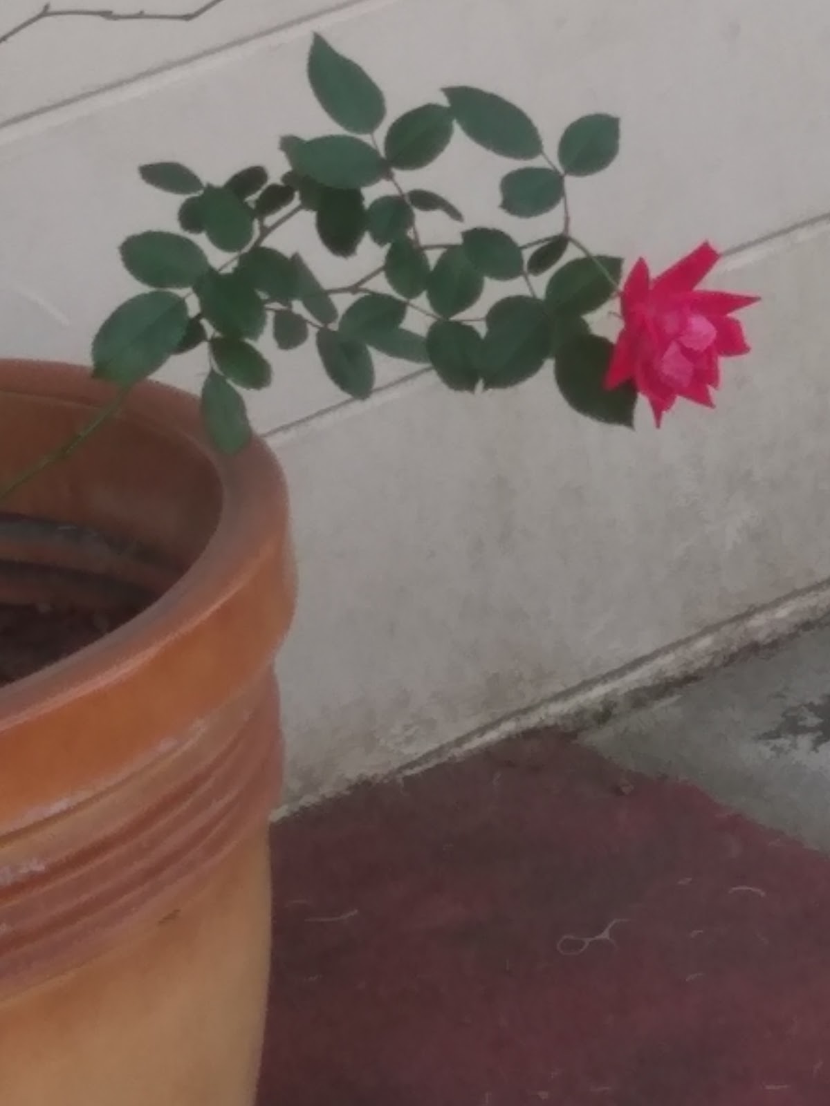 Trulieve Fernandina Beach Dispensary Photo 5