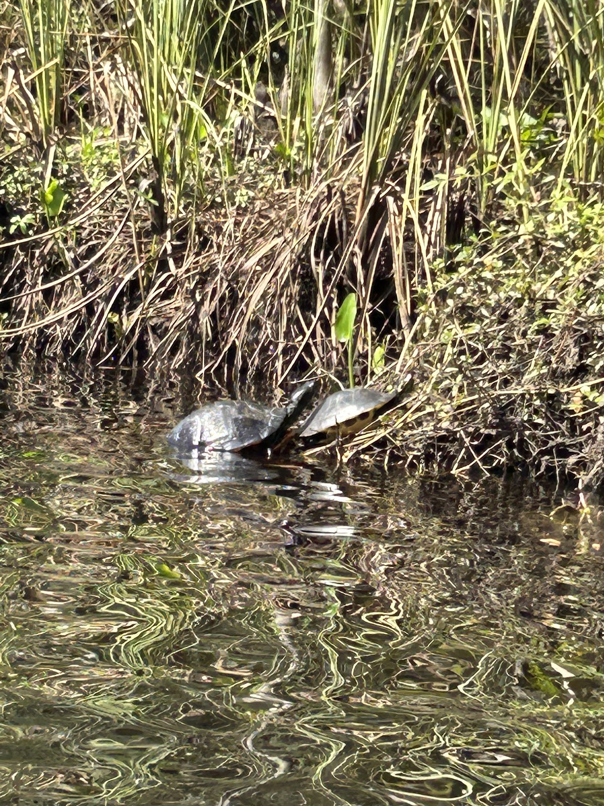 Amelia Adventures Photo 9