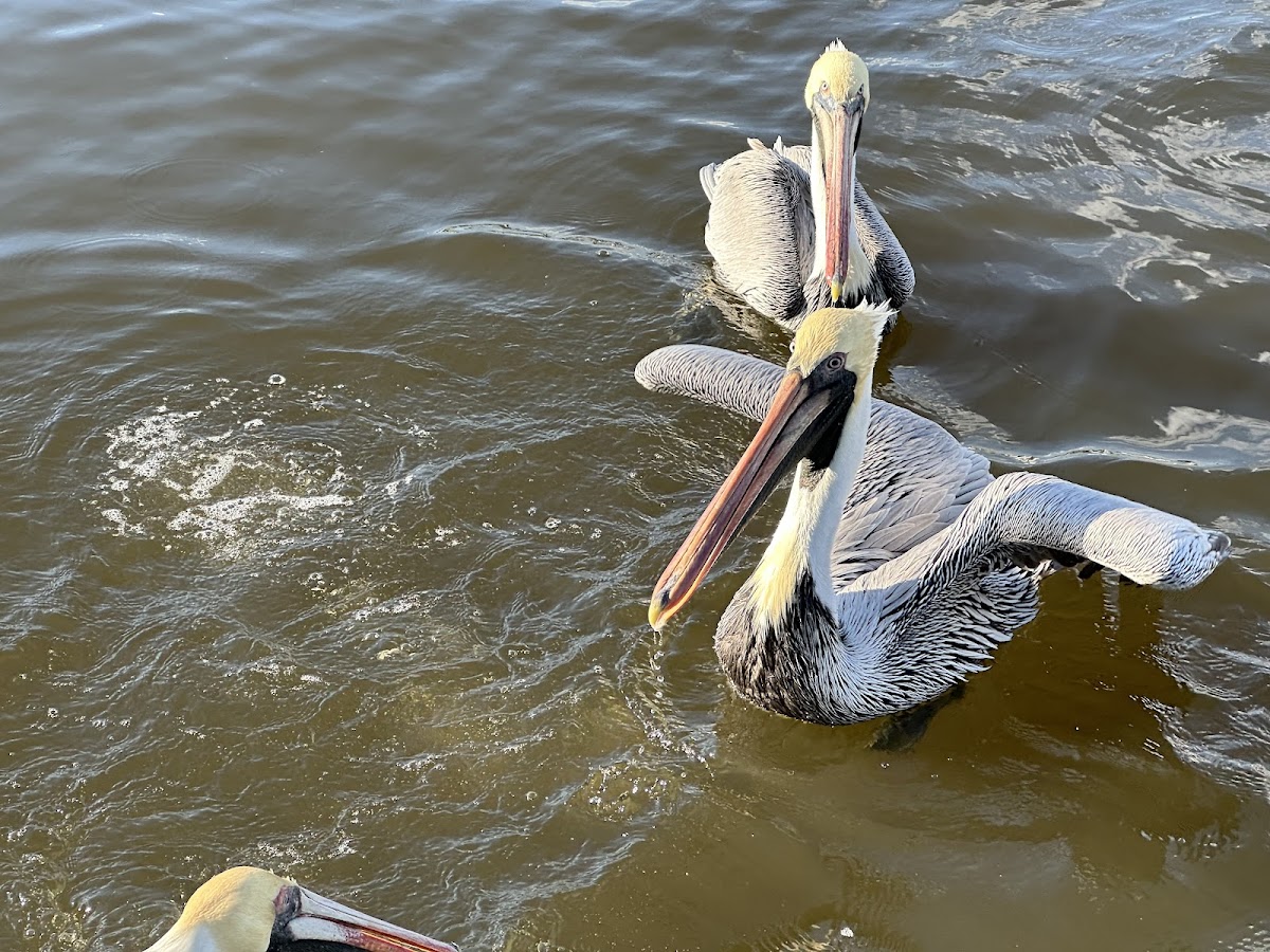 Amelia Family Fishing Charters Photo 3