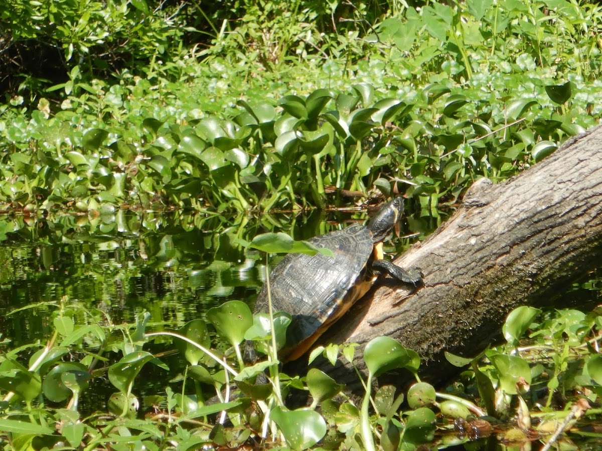 Amelia Island Kayak Excursions Photo 4