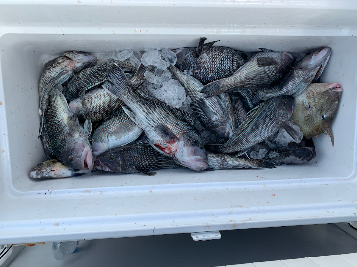 Amelia Island Sport Fishing Photo 5