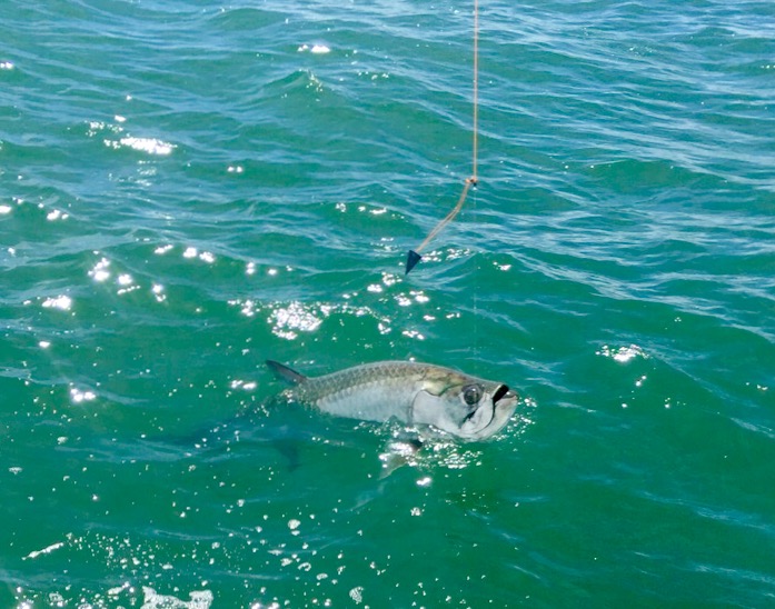 Amelia Island Sport Fishing Photo 7