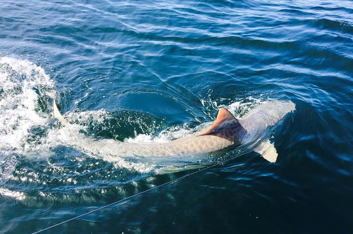 Amelia Island Sport Fishing Photo 9
