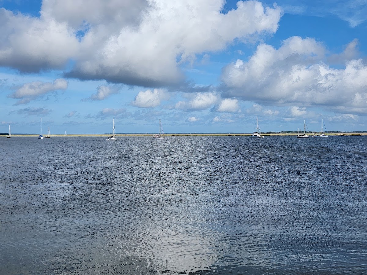 Amelia River Cruises & Charters Photo 7