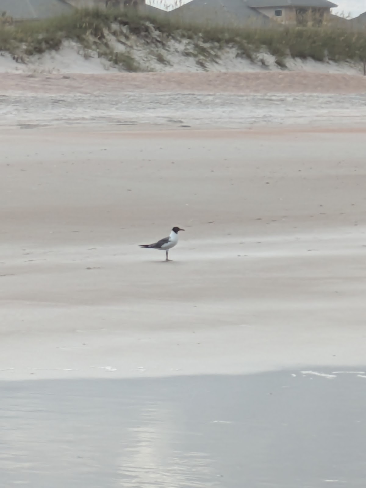American Beach Photo 2