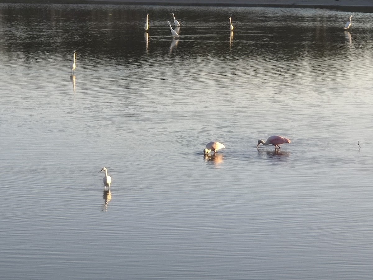 Birdwatch Station. Photo 6