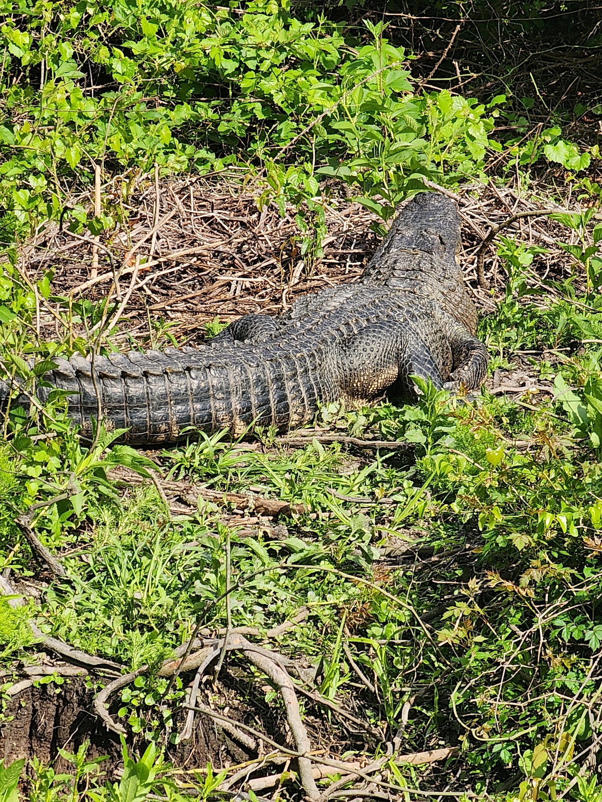 Egan's Creek Greenway Trail