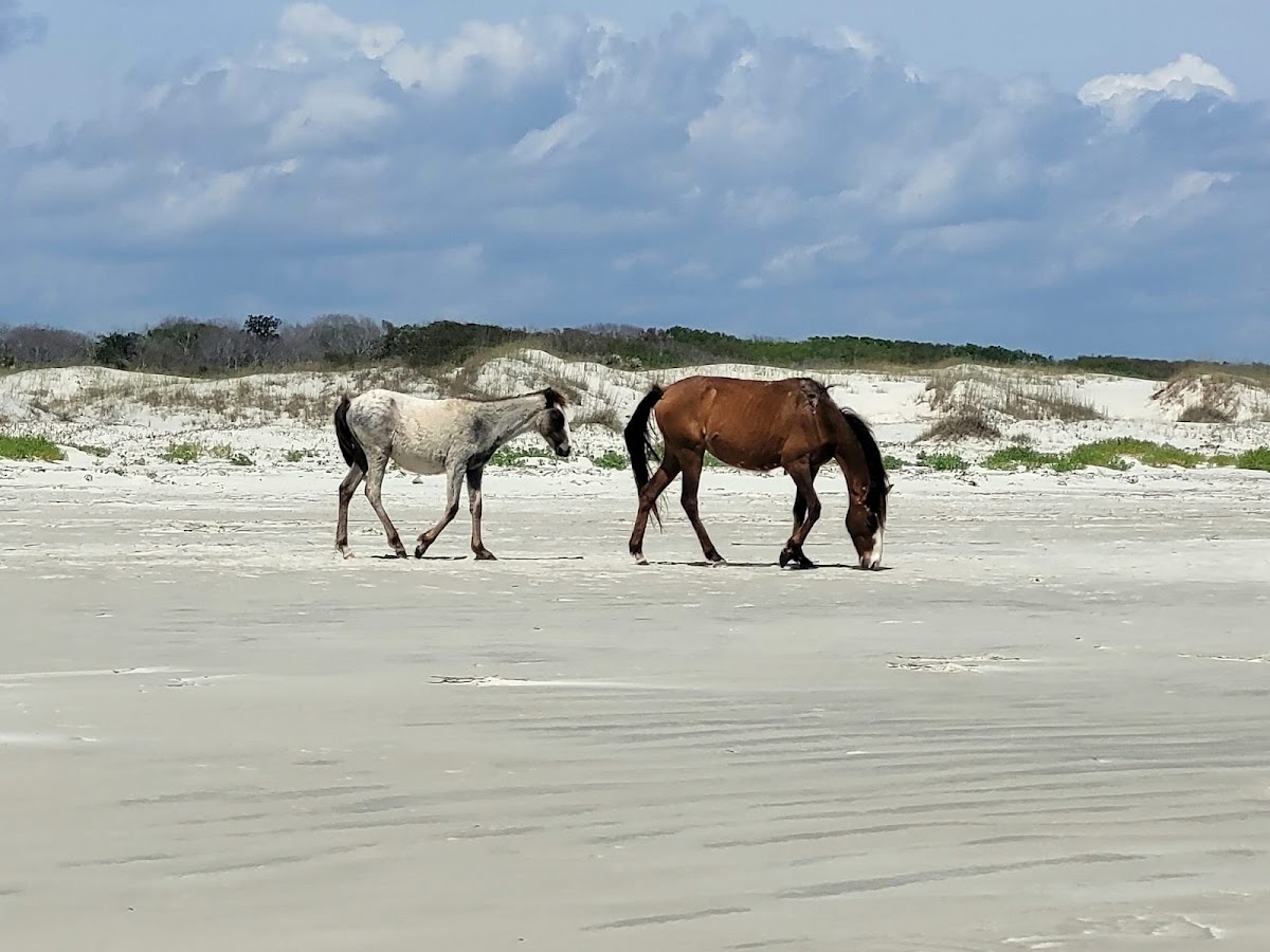 Evolution Jetsports (Jet Ski Eco Tours - Amelia Island) Photo 5