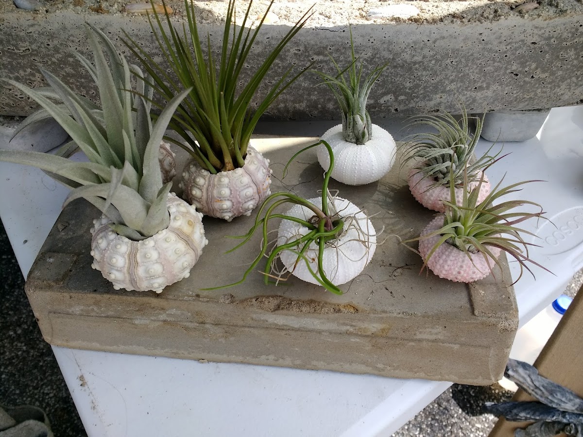 Fernandina Beach Market Place Photo 4