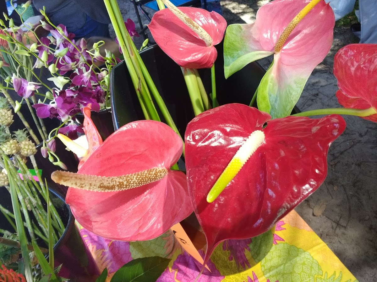 Fernandina Beach Market Place Photo 9