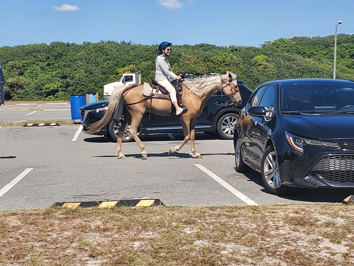 Happy Trails Walking Horses Photo 3