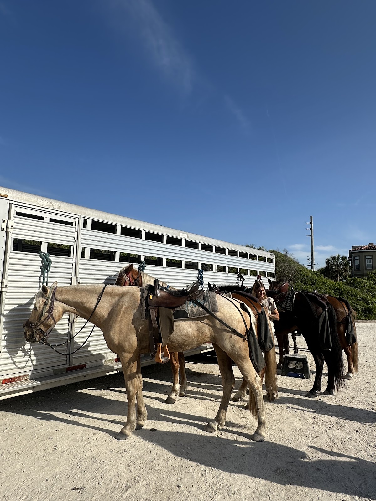 Happy Trails Walking Horses Photo 5