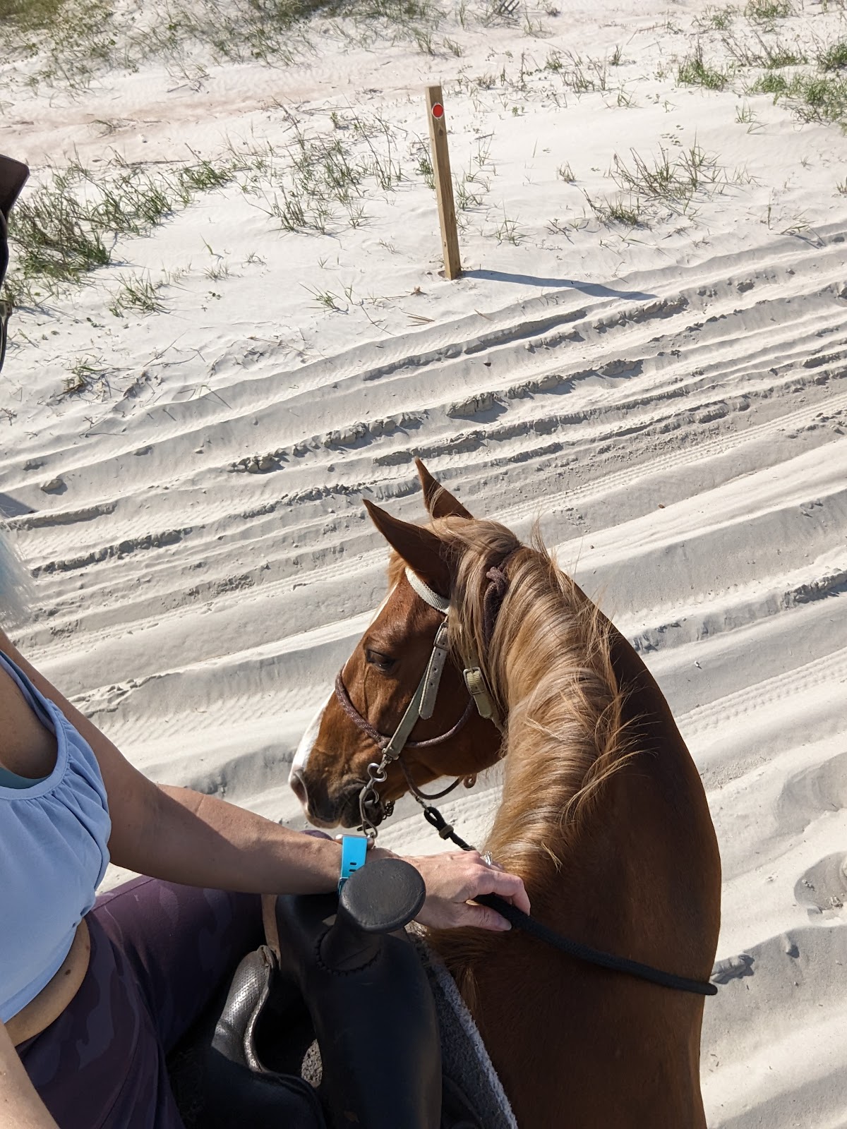 Happy Trails Walking Horses Photo 7