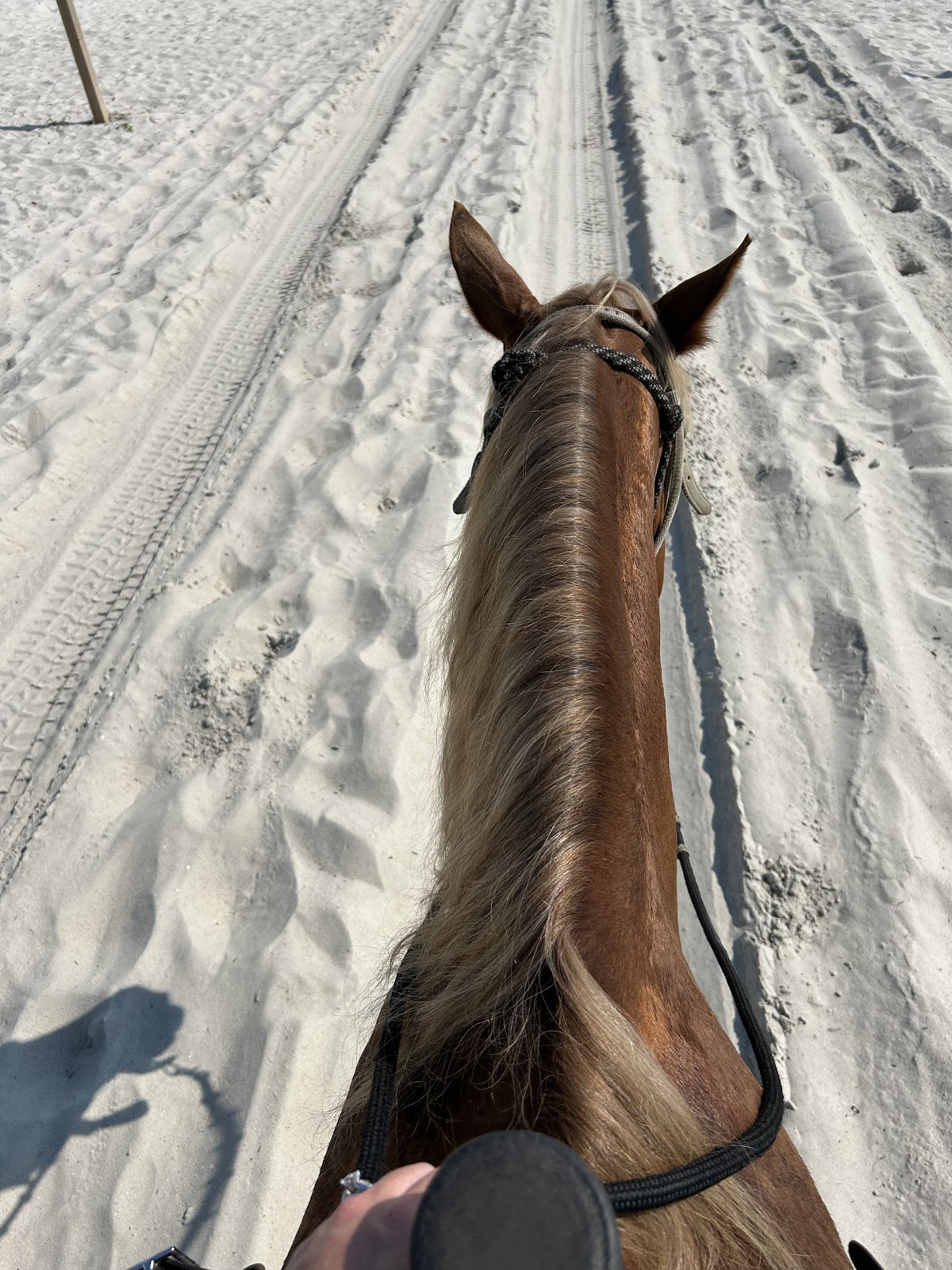 Happy Trails Walking Horses Photo 8