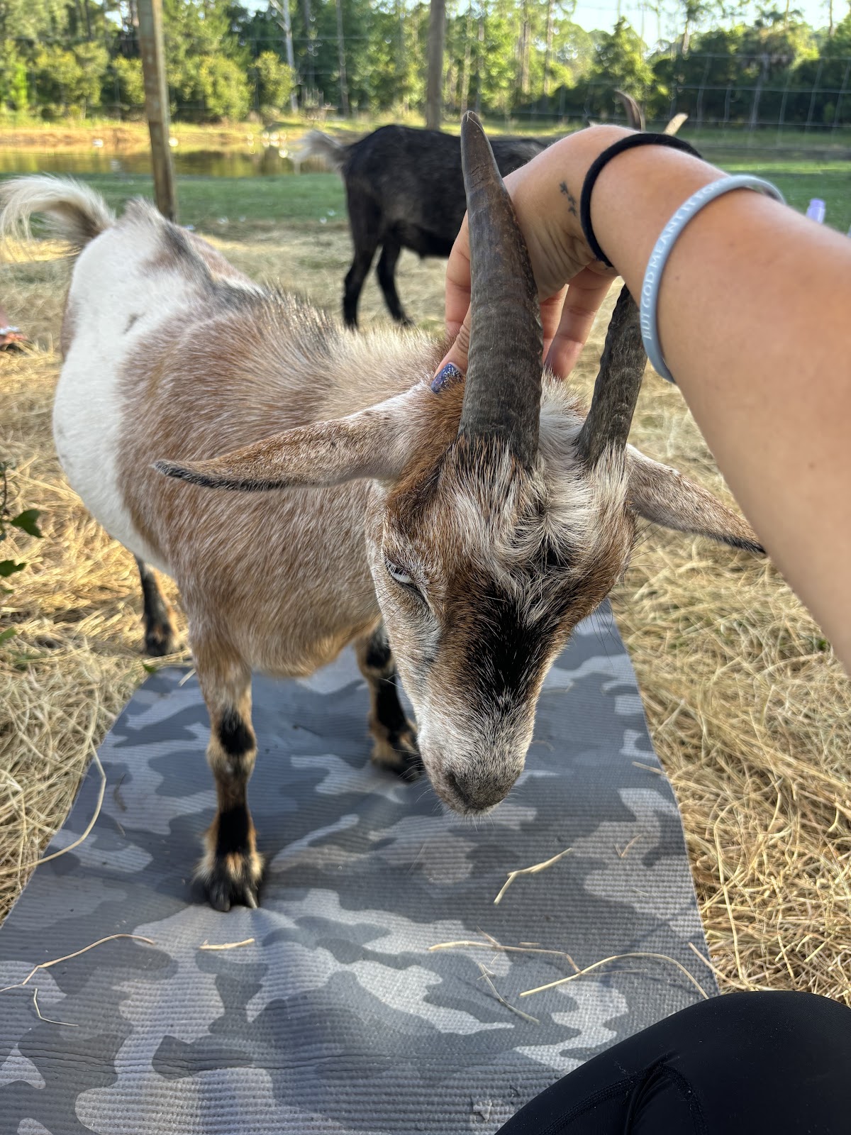 Jaybird Hammock Farm Photo 5