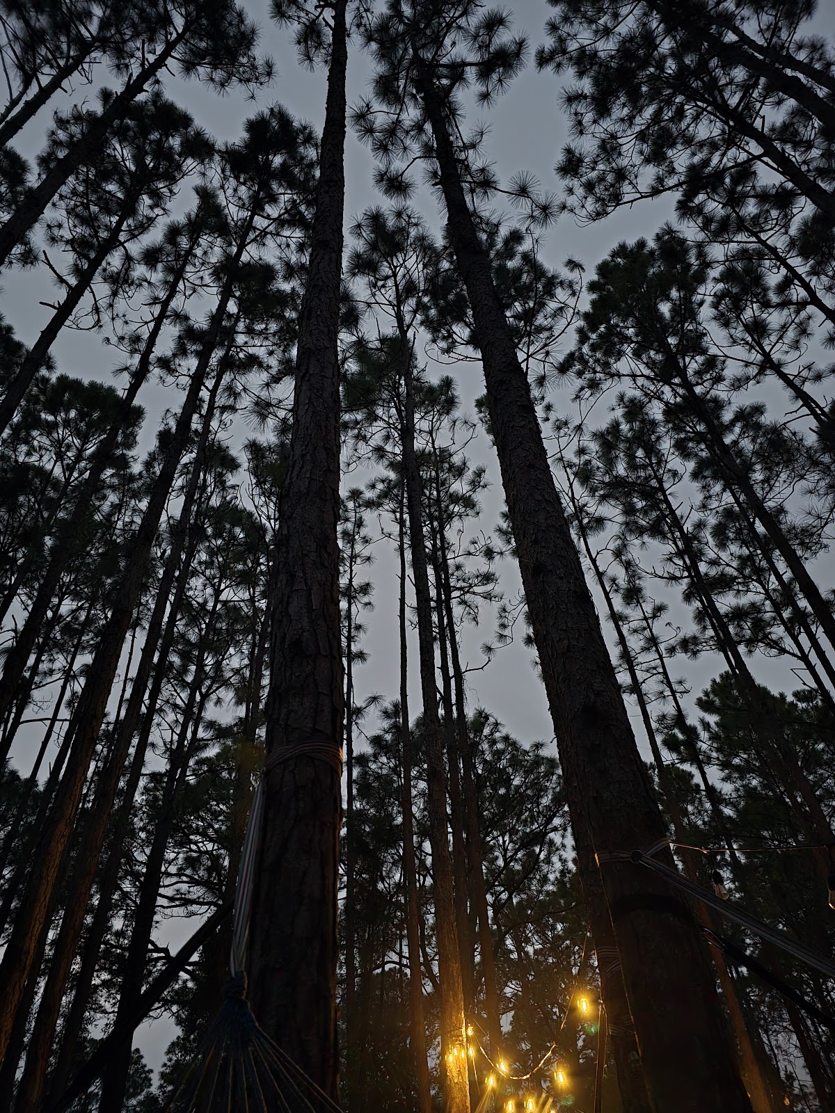 Jaybird Hammock Farm Photo 7