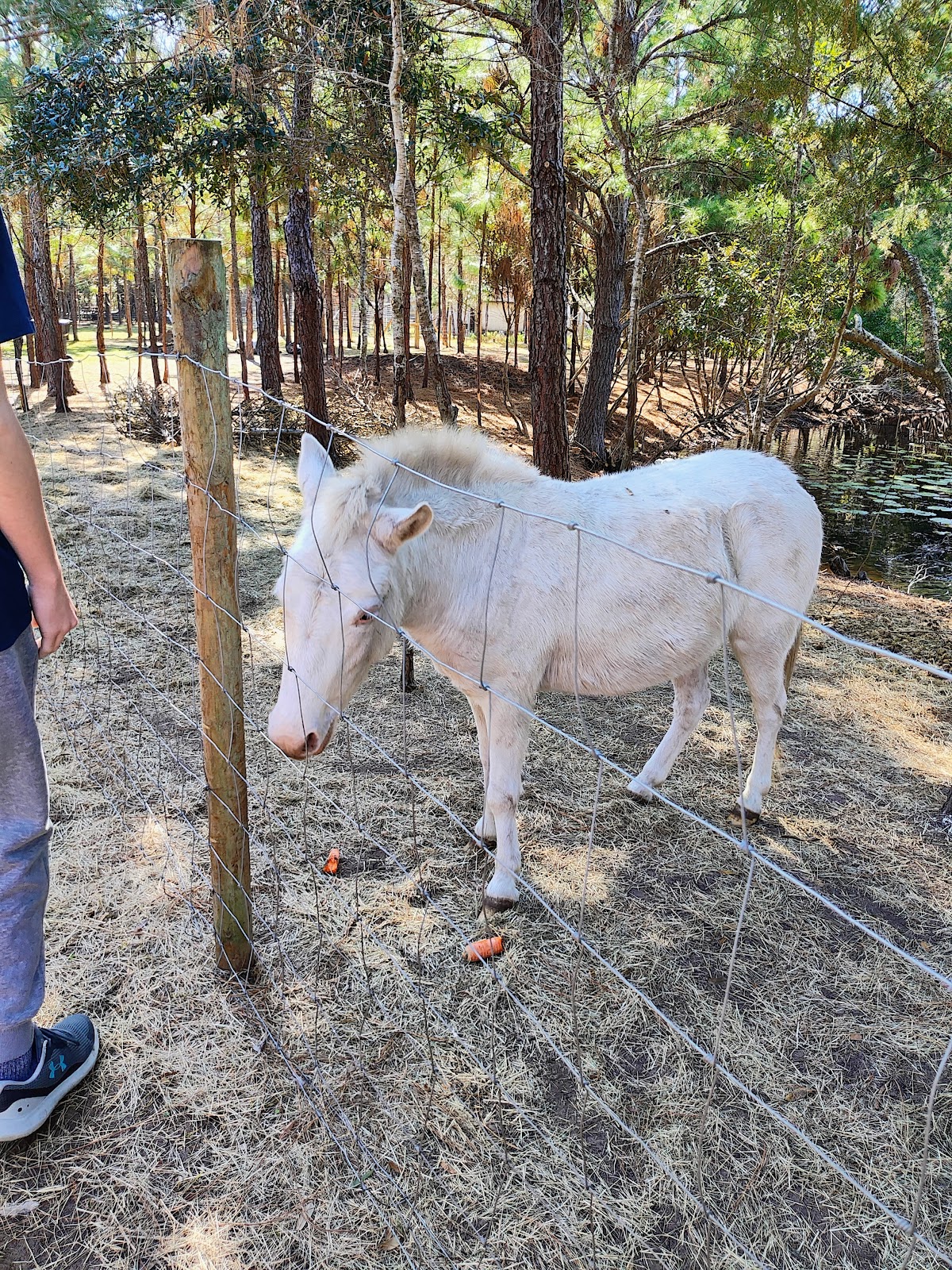 Jaybird Hammock Farm Photo 8