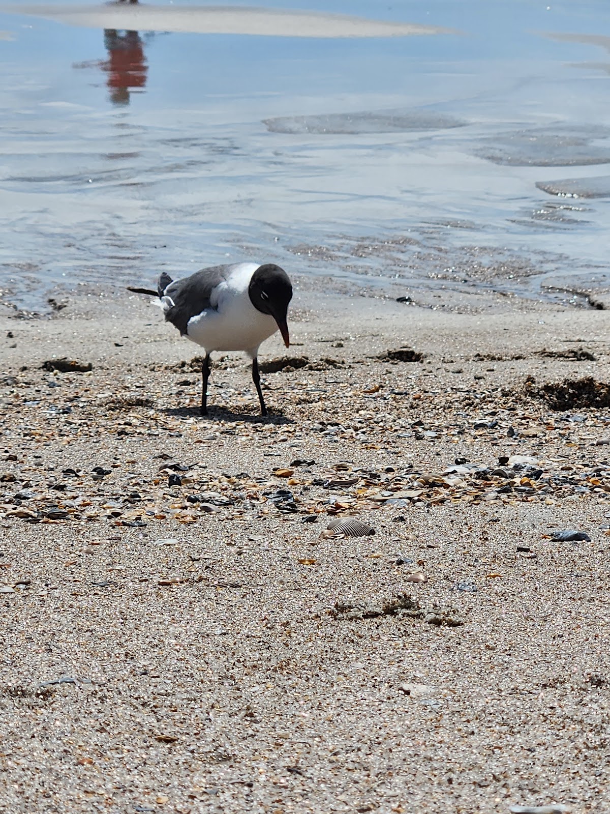 Main Beach Park Photo 7