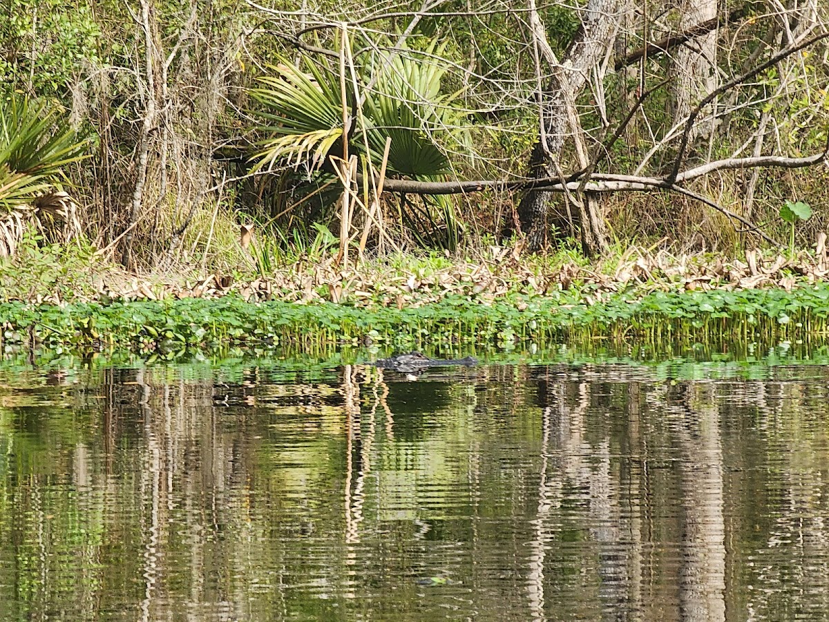 Paddle Jax Amelia Photo 3