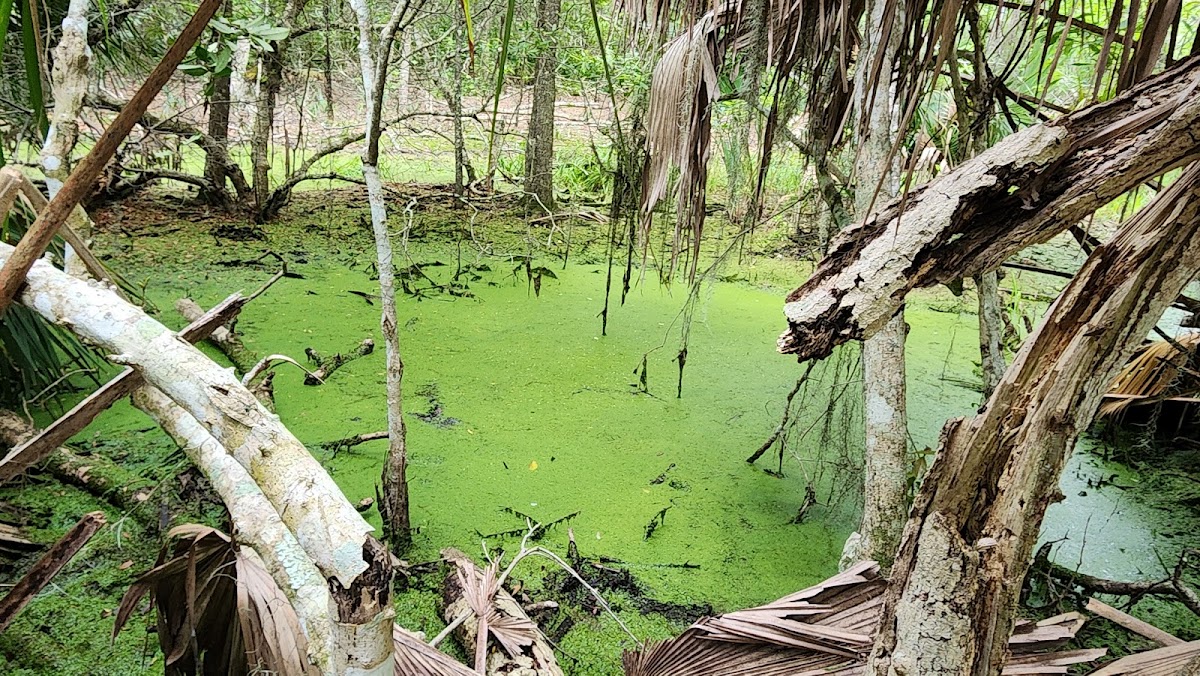 Willow Pond Nature Trail Photo 3