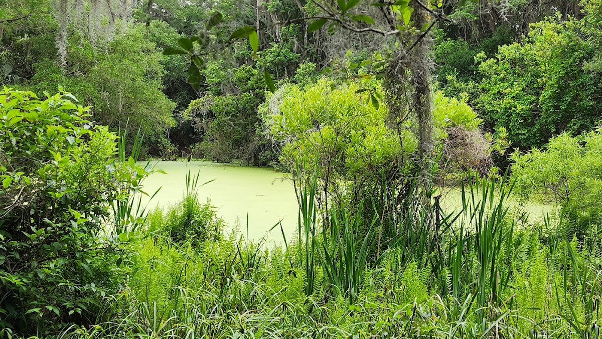 Willow Pond Nature Trail Photo 4