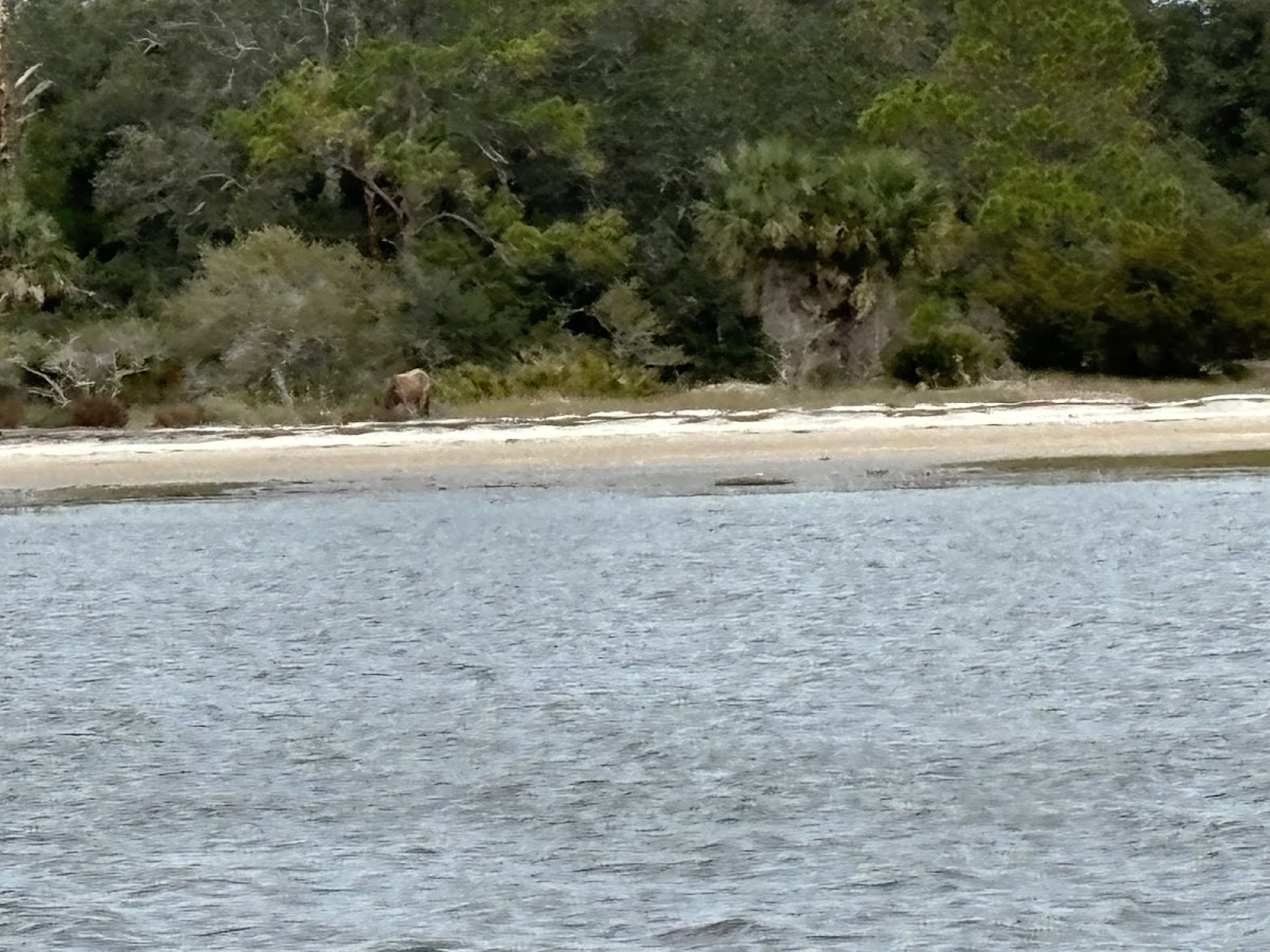 Amelia Adventures Photo 7