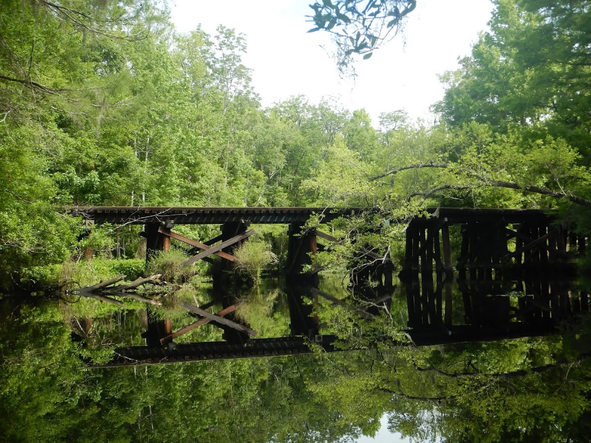 Amelia Island Kayak Excursions Photo 5