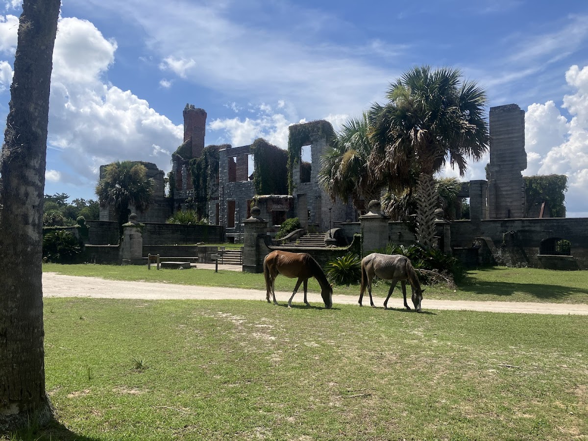 Amelia Island Kayak Excursions Photo 8