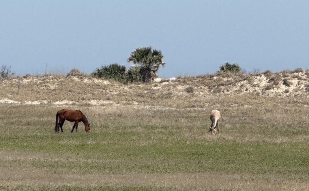 Amelia Island Kayak Excursions Photo 9