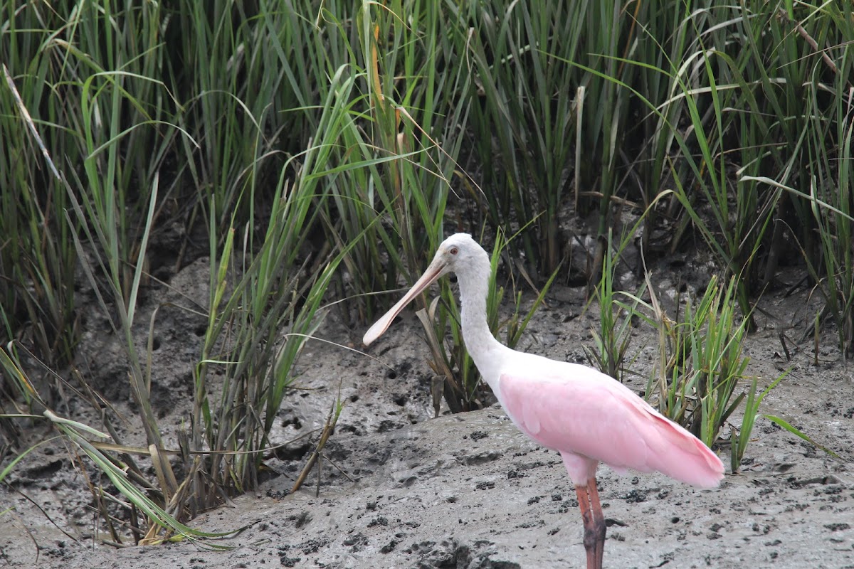 Cruisin Tikis Amelia Island Photo 4